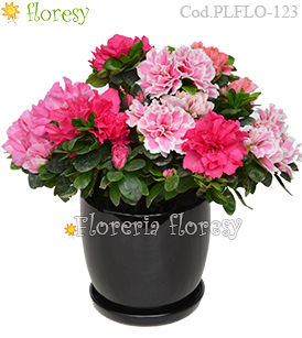 Planta de Azalea base de cerámica