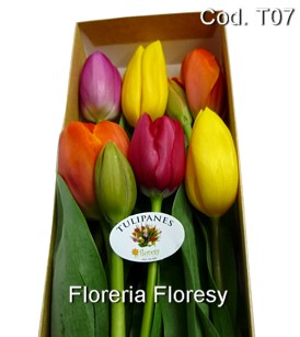 Caja con 6 tulipanes