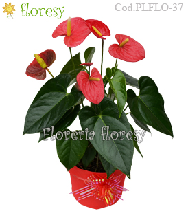 Planta de Anturio rojo  envuelto para regalo