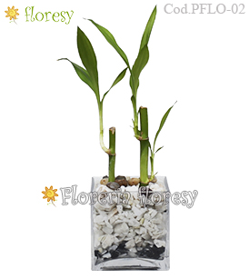 Lucky Bamboo en base de vidrio