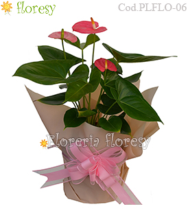 Planta natural de Anturio rosado envuelto para regalo
