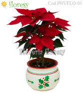 Más información de Planta Poinsettia con macetero navideño