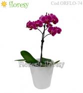 Más información de Planta de Orquidea Pequeña 1  vara (colores varios)