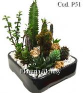 Más información de Jardin de Cactus