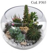 Más información de Terrarium de Cactus