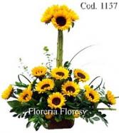 Más información de Modelo Girasoles Garden