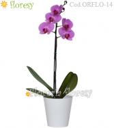 Más información de Platanta de orquidea Standard 1 vara (colores variados)