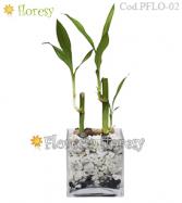 Más información de Planta Lucky Bamboo base de vidrio