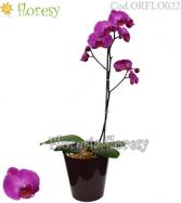 Más información de Planta de orquídea Premium 1 vara (colores variados)