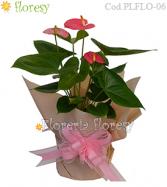 Más información de Planta natural de Anturio rosado envuelto para regalo