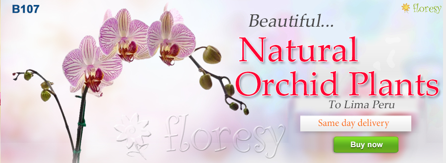 Send orchid plants to Lima Peru