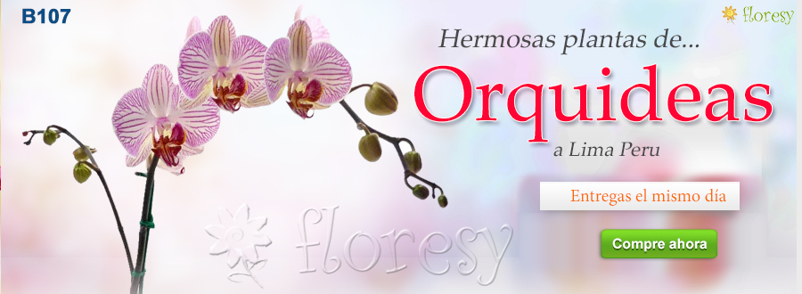 Envio de plantas de orquidea a Lima Peru